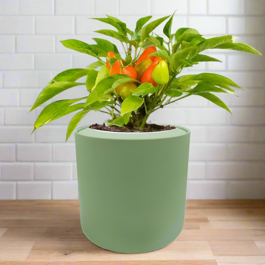 Pepper Sweet Pickle Hydroponic Kit - Green ceramic planter