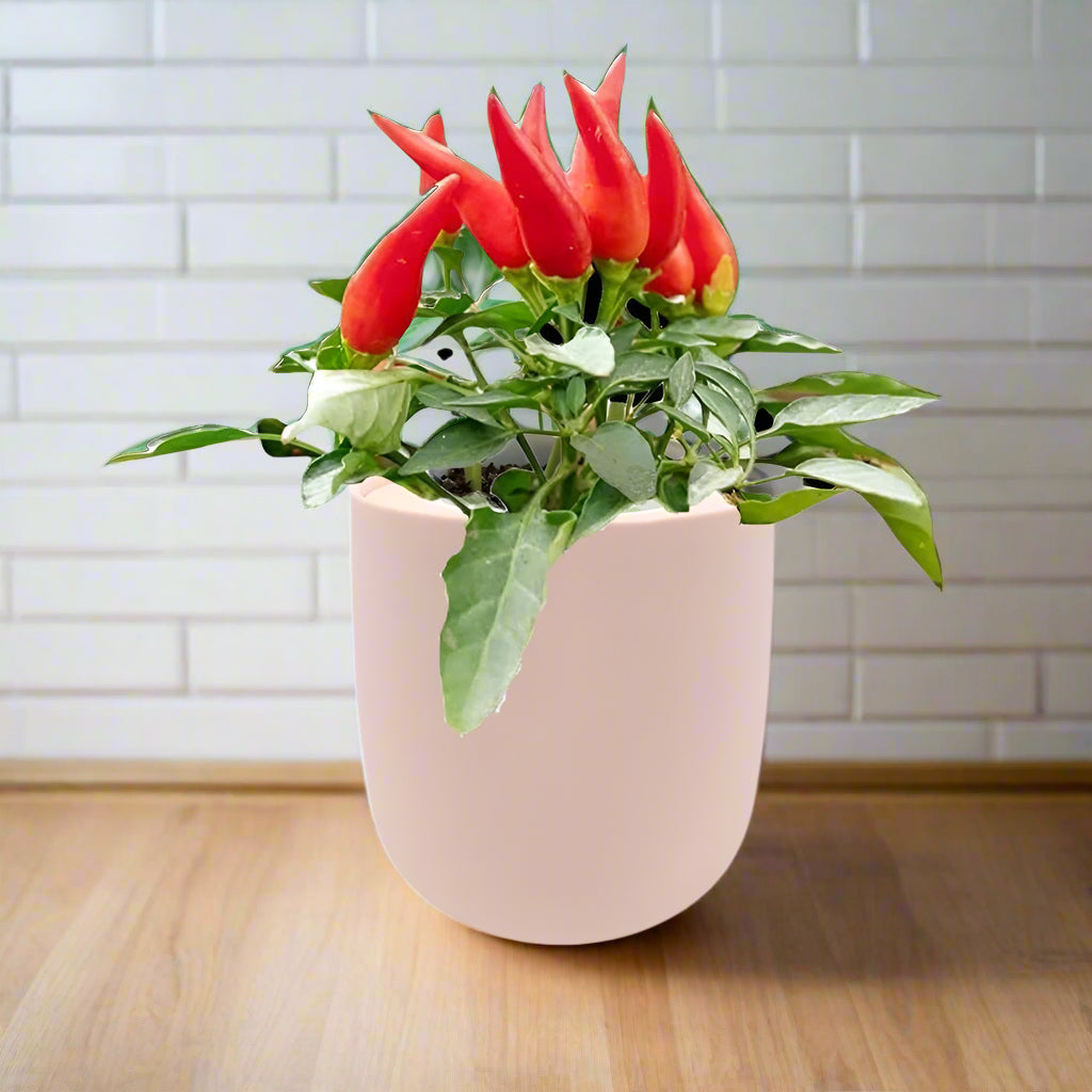 JalapeÃƒÂ±o Early Pepper Hydroponic Kit - Pink Ceramic Pot