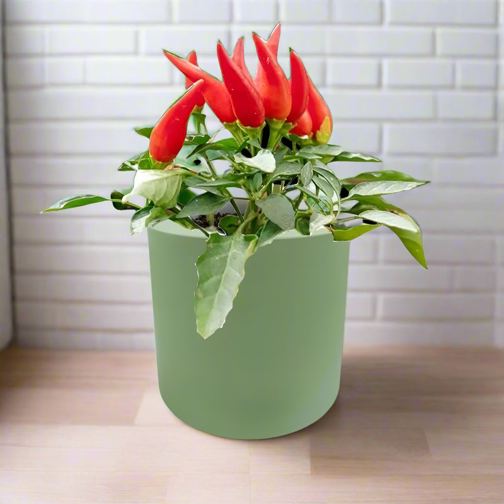 JalapeÃƒÂ±o Early Pepper Hydroponic Kit - Green ceramic planter