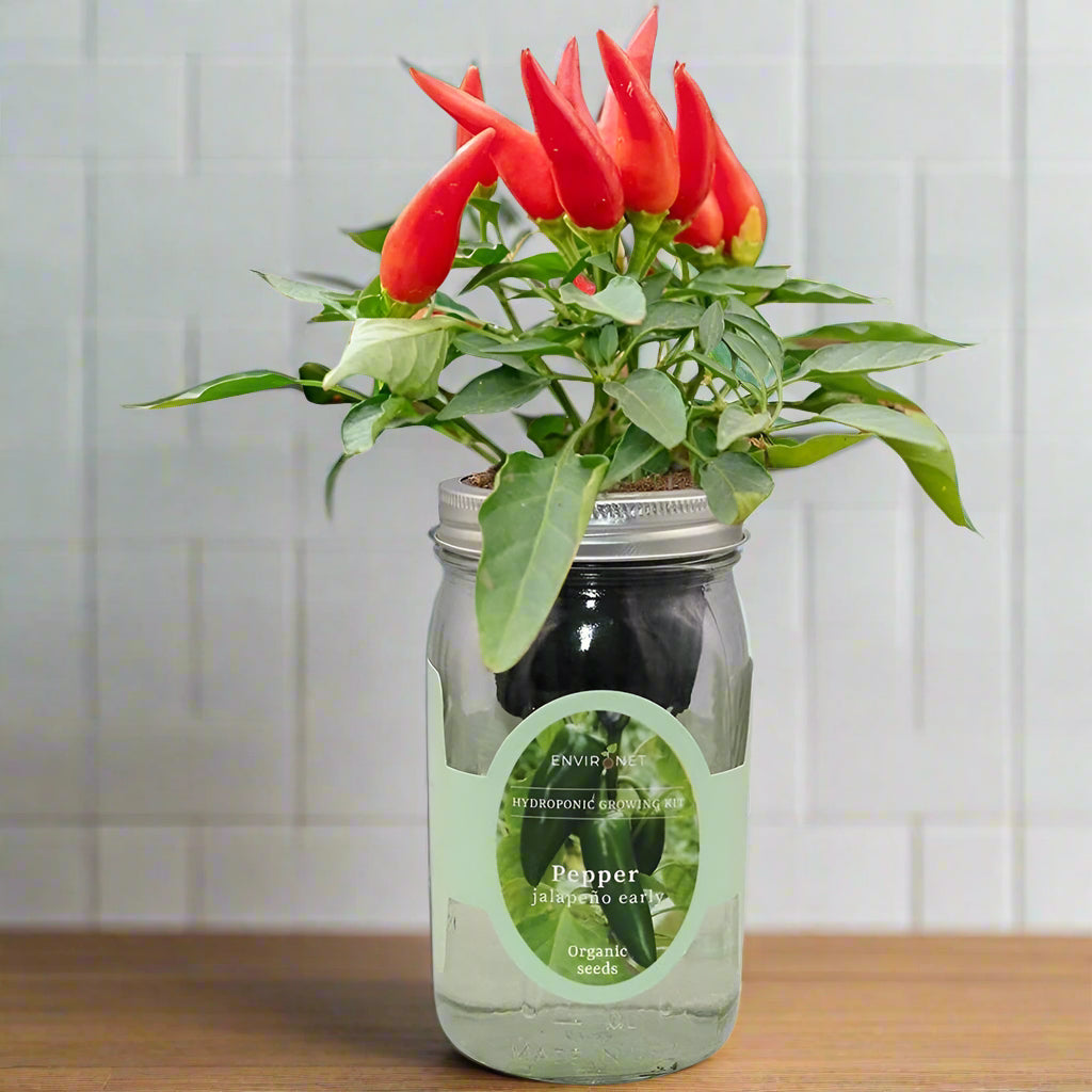 JalapeÃƒÂ±o Early Pepper Hydroponic Kit - Mason Jar