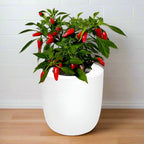 Sweet Nardello Pepper Hydroponic Kit - White Ceramic Pot
