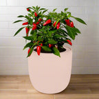 Sweet Nardello Pepper Hydroponic Kit - Pink Ceramic Pot