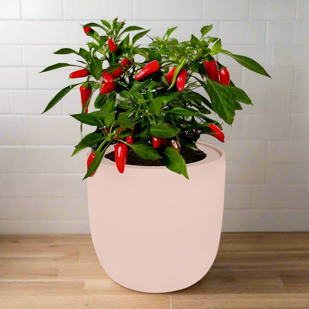 Sweet Nardello Pepper Hydroponic Kit - Pink Ceramic Pot