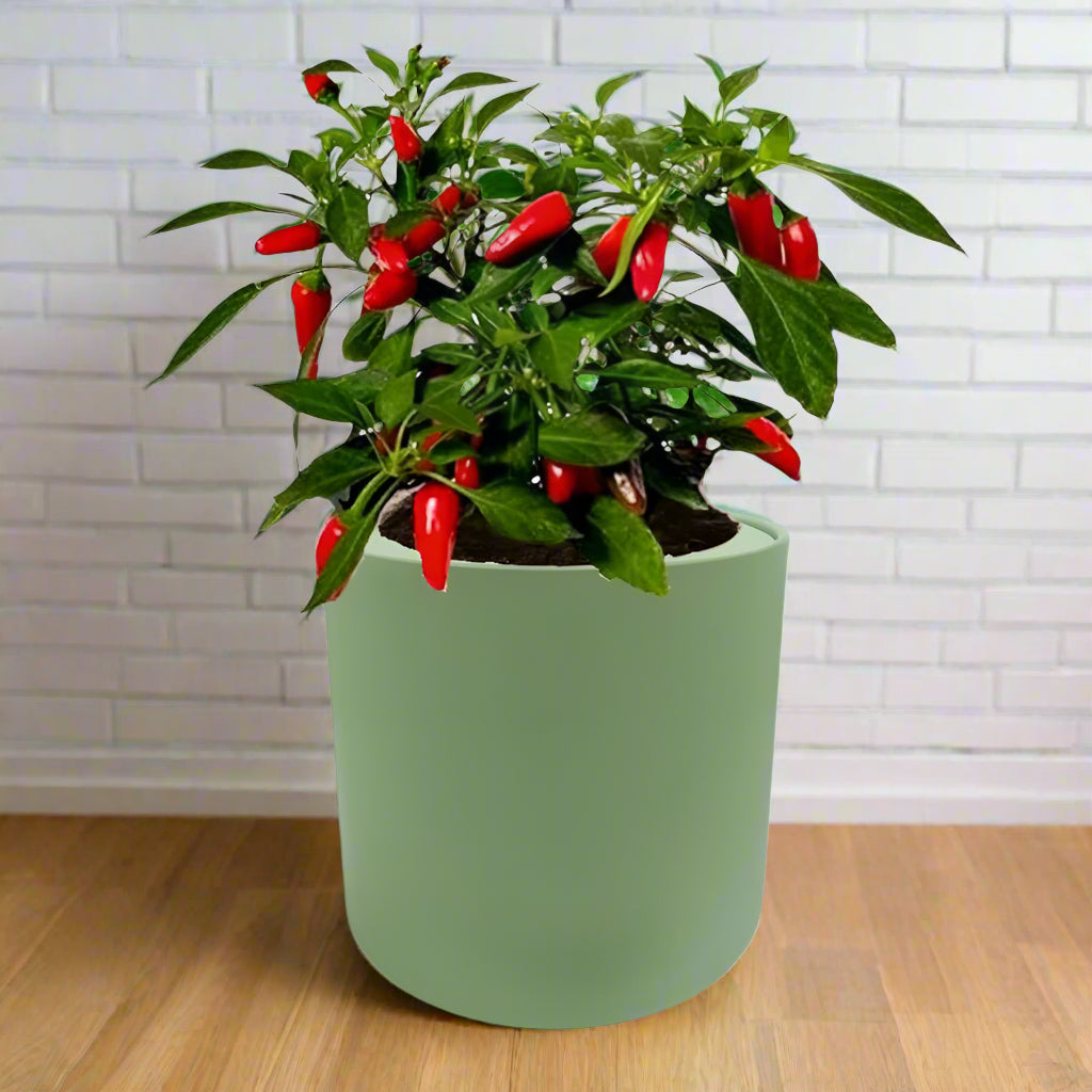 Sweet Nardello Pepper Hydroponic Kit - Green ceramic planter