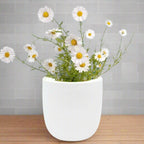 Chamomile Hydroponic Kit - White Ceramic Pot