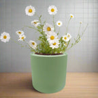Chamomile Hydroponic Kit - Green ceramic planter