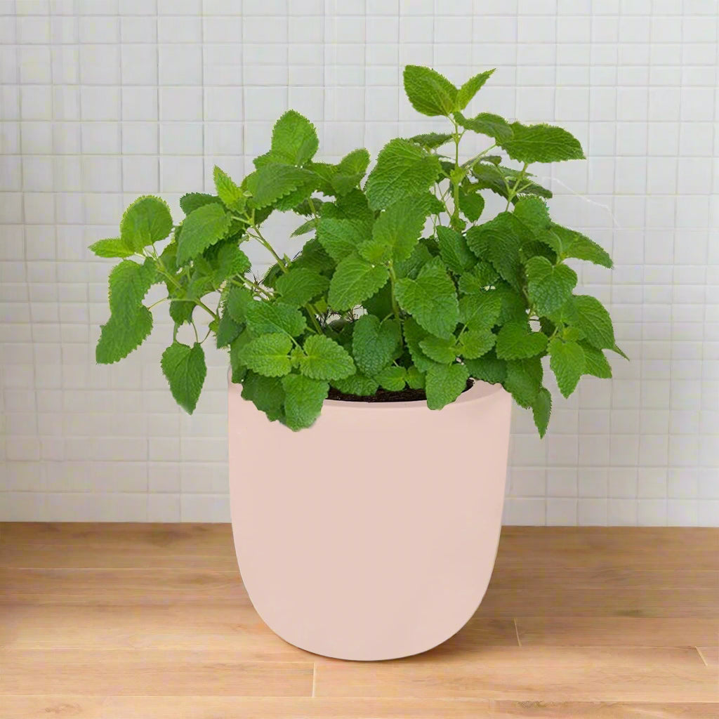Lemon Balm Hydroponic Kit