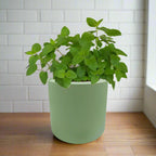Lemon Balm Hydroponic Kit