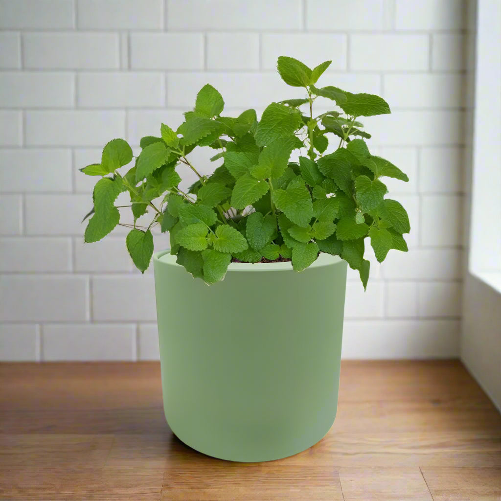 Lemon Balm Hydroponic Kit