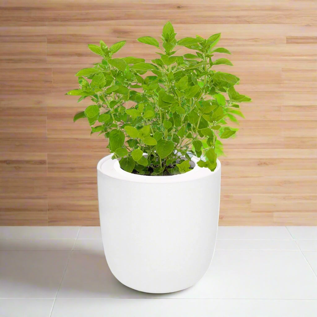 Marjoram Hydroponic Kit - White Ceramic Pot