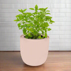 Marjoram Hydroponic Kit - Pink Ceramic Pot