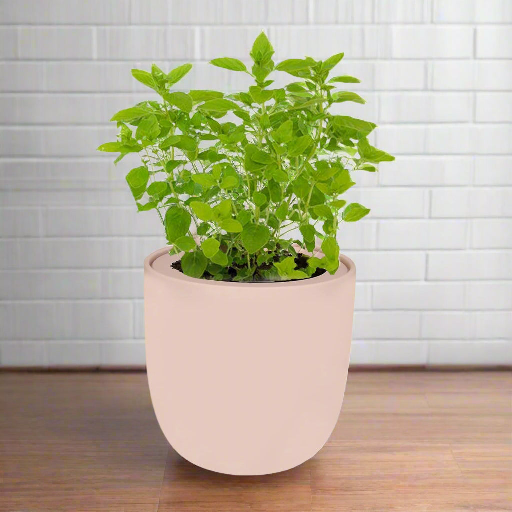 Marjoram Hydroponic Kit - Pink Ceramic Pot