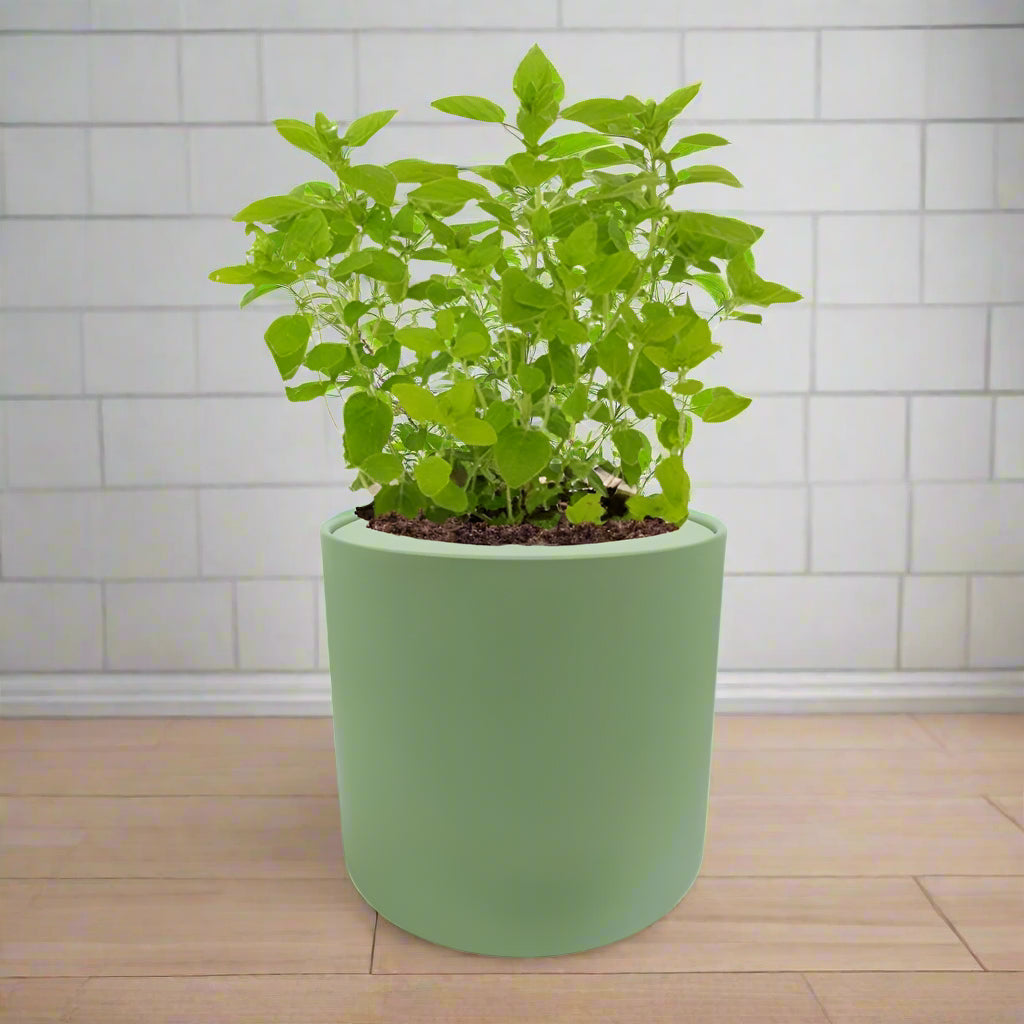 Marjoram Hydroponic Kit - Green ceramic planter