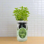 Marjoram Hydroponic Kit - Mason Jar
