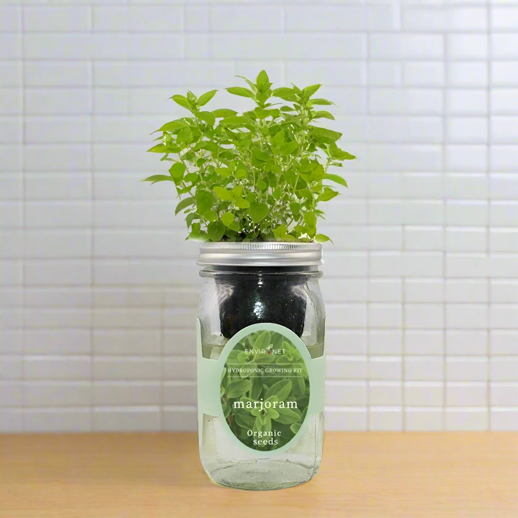 Marjoram Hydroponic Kit - Mason Jar