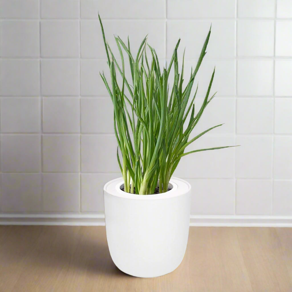 Bunching Onion Hydroponic Kit - White Ceramic Pot