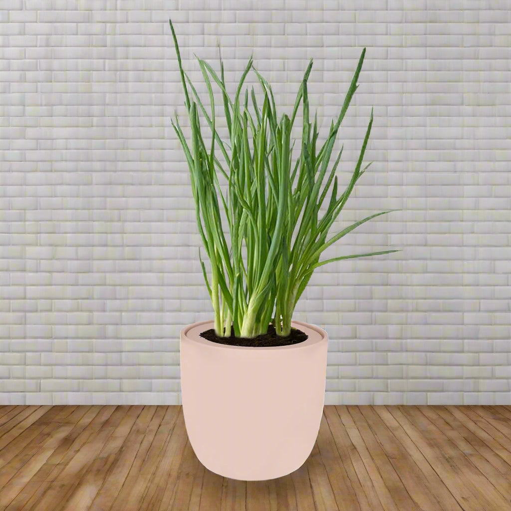 Bunching Onion Hydroponic Kit - Pink Ceramic Pot