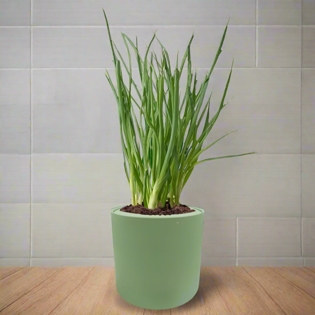 Bunching Onion Hydroponic Kit - Green ceramic planter
