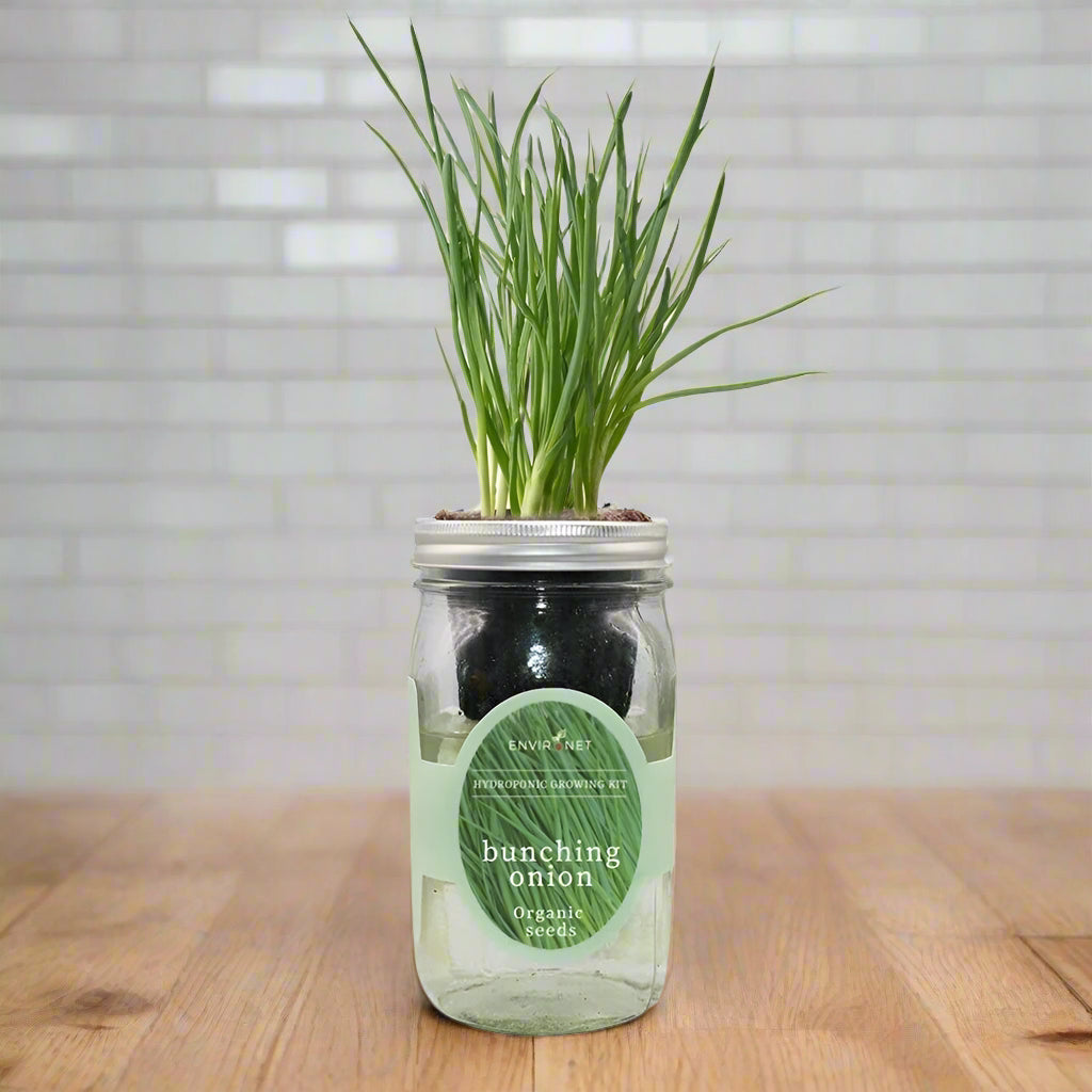Bunching Onion Hydroponic Kit - Mason Jar