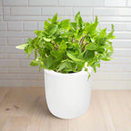 Thai Basil Hydroponic Kit - White Ceramic Pot