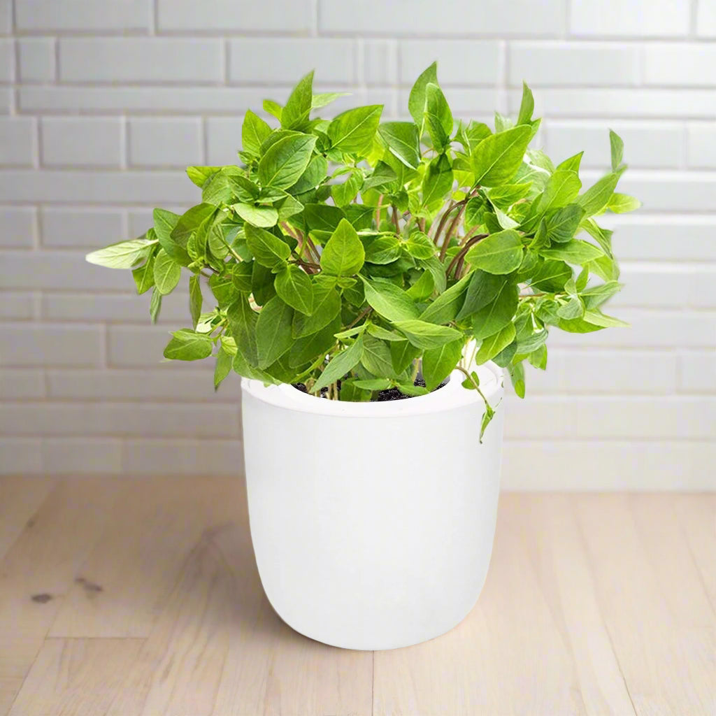 Thai Basil Hydroponic Kit - White Ceramic Pot