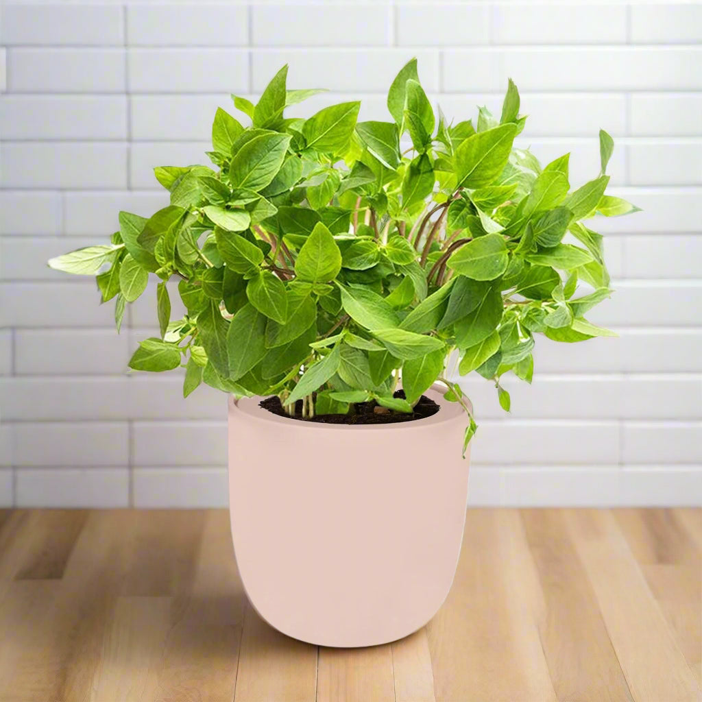 Thai Basil Hydroponic Kit - Pink Ceramic Pot