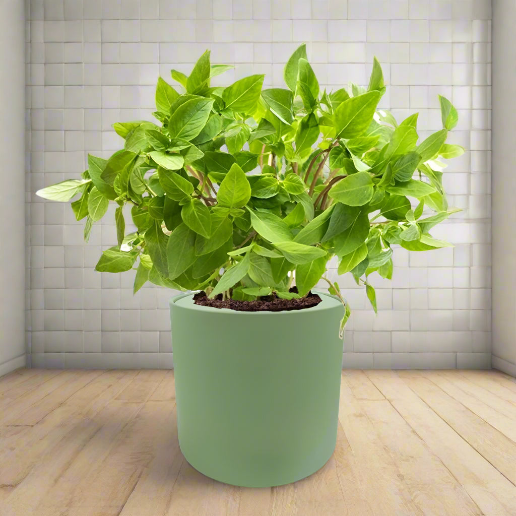 Thai Basil Hydroponic Kit - Green ceramic planter