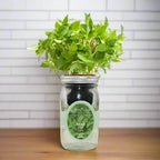 Thai Basil Hydroponic Kit