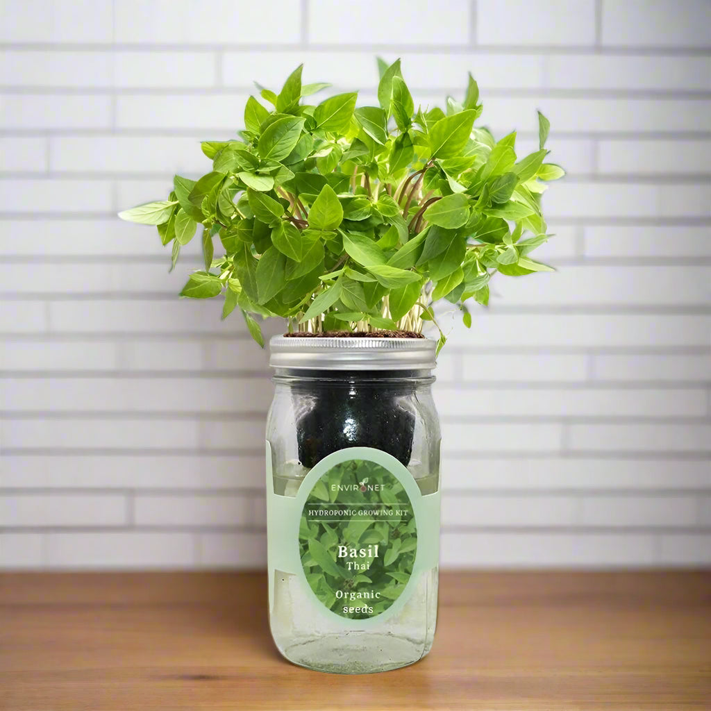 Thai Basil Hydroponic Kit