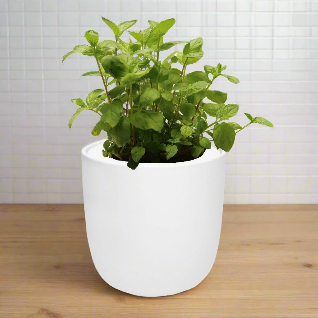 Peppermint Hydroponic Kit - White Ceramic Pot