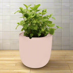 Peppermint Hydroponic Kit - Pink Ceramic Pot
