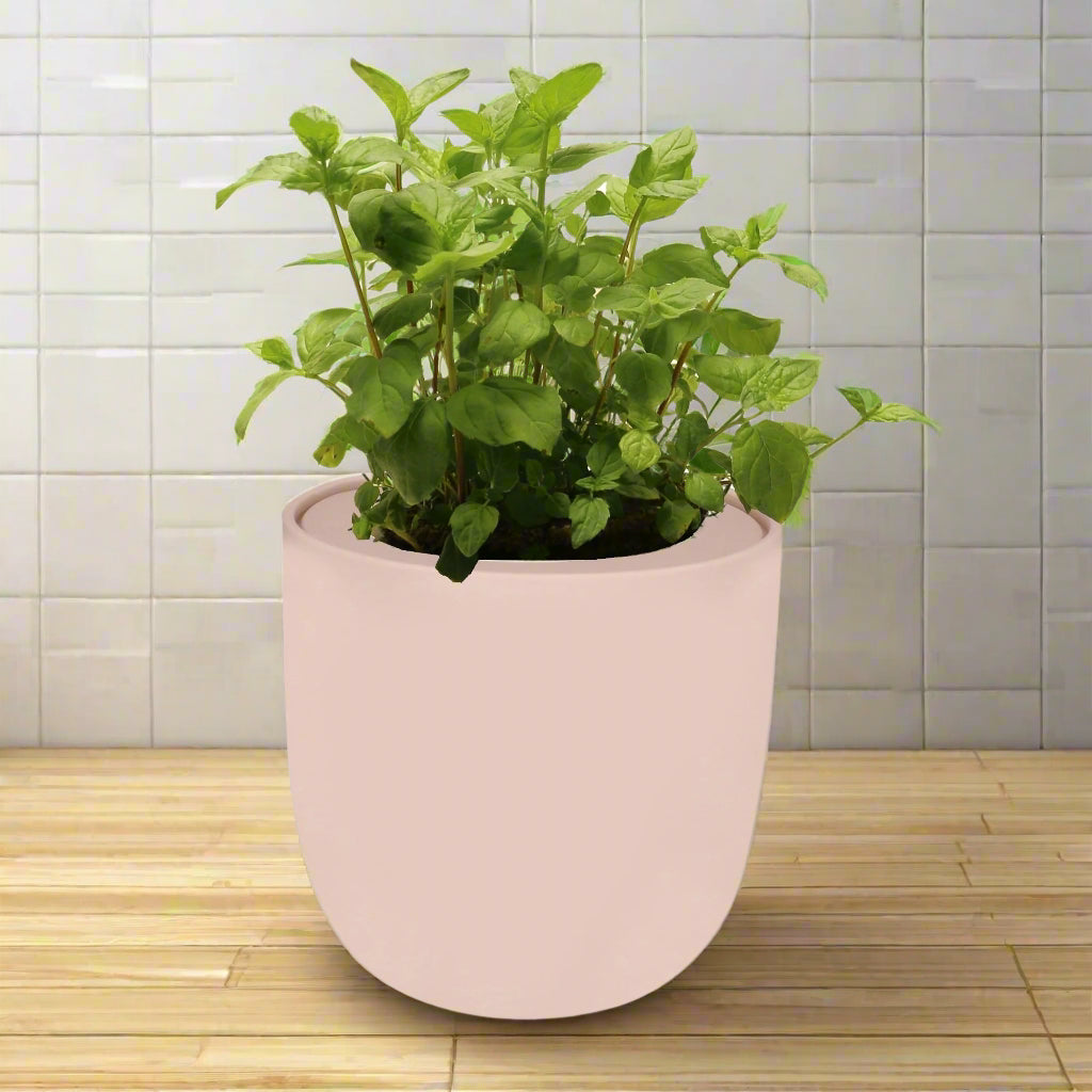 Peppermint Hydroponic Kit - Pink Ceramic Pot