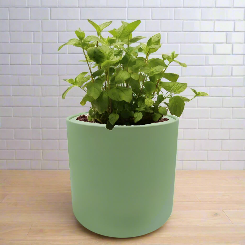 Peppermint Hydroponic Kit - Green ceramic planter