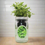 Peppermint Hydroponic Kit