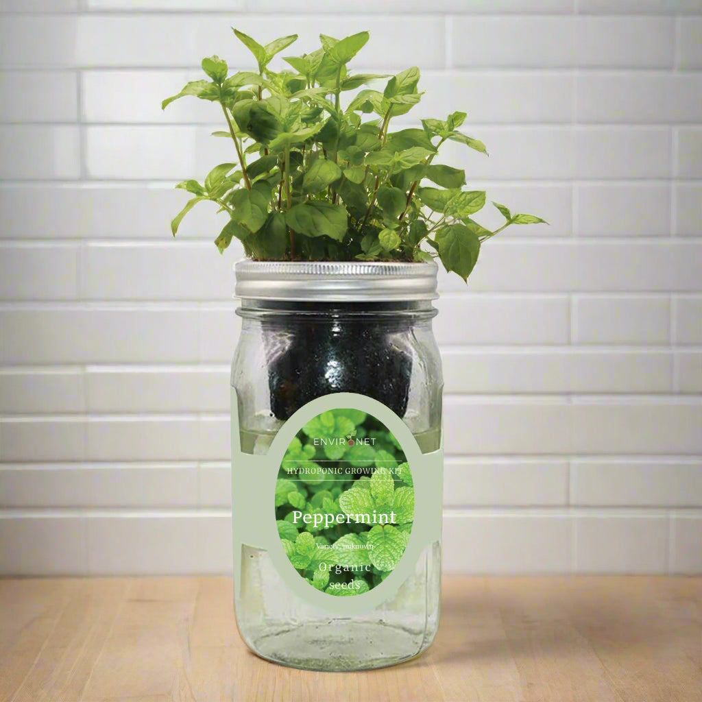 Peppermint Hydroponic Kit