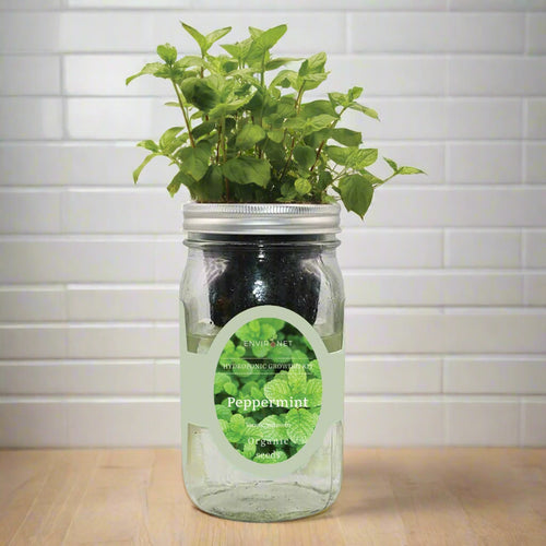 Peppermint Hydroponic Kit