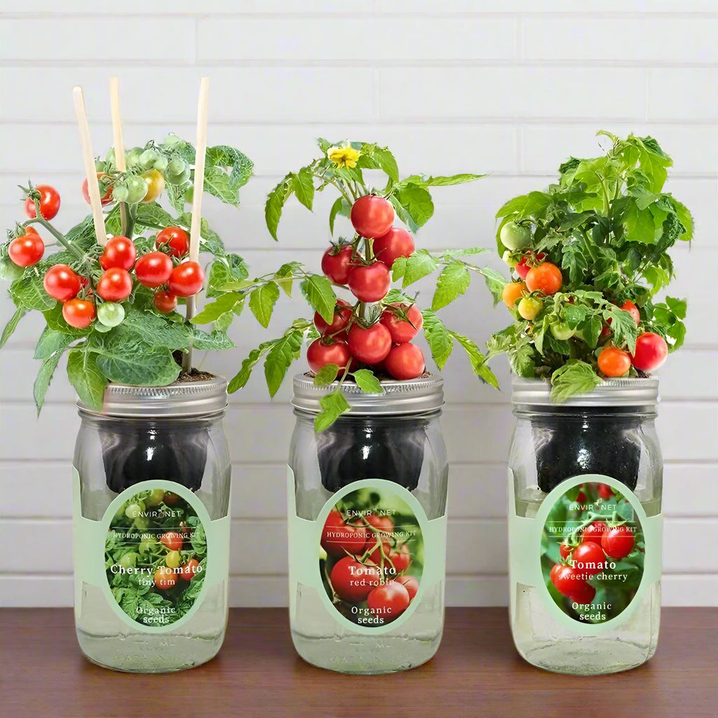 Tomato Trio (Tiny Tim, Red Robin & Sweetie Cherry Tomato)