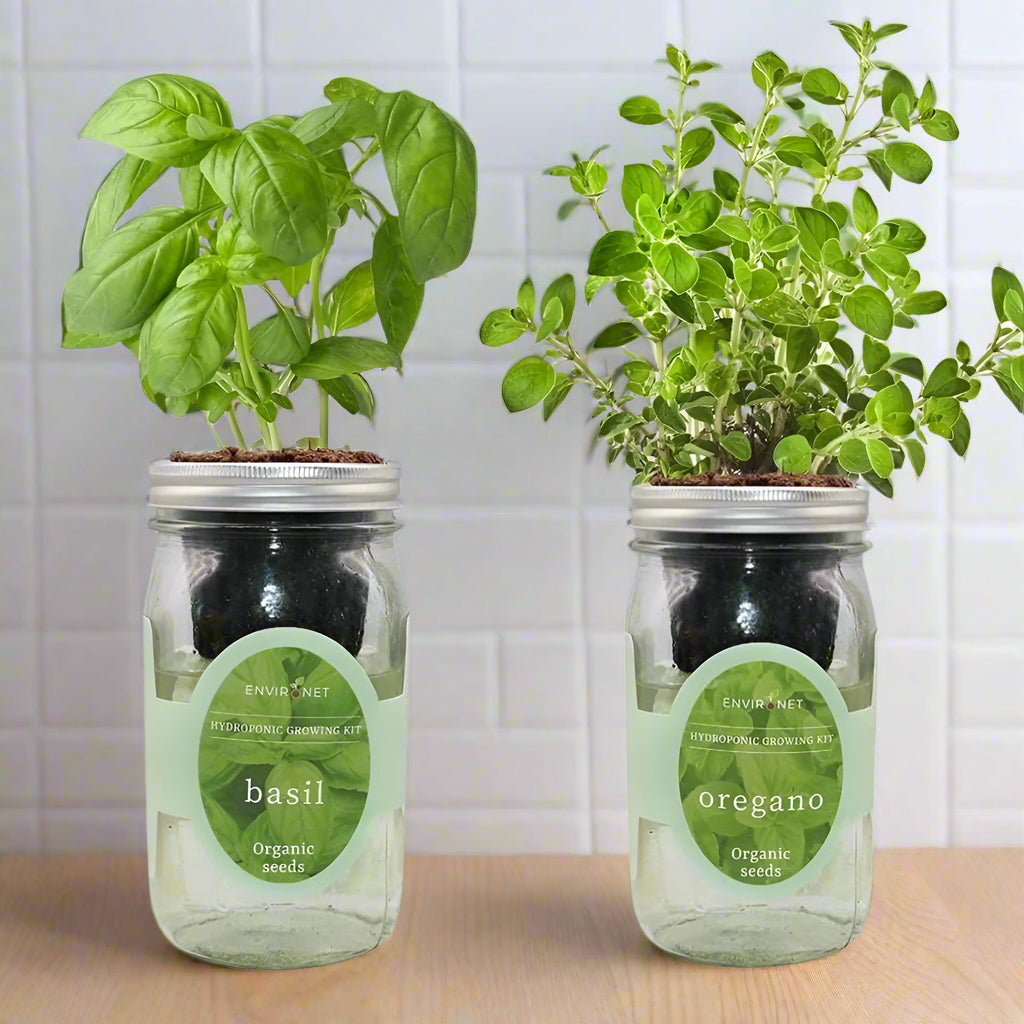 Hydroponic Herb Duo (Basil & Oregano)