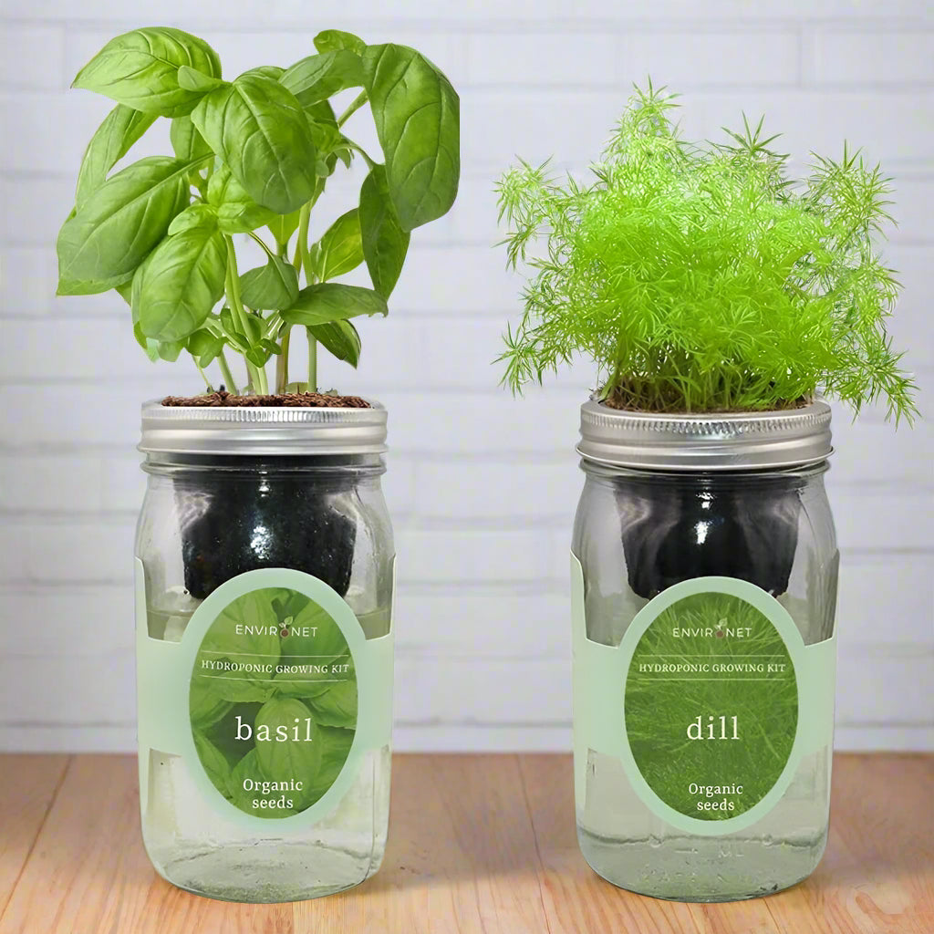 Hydroponic Herb Duo (Basil & Dill)