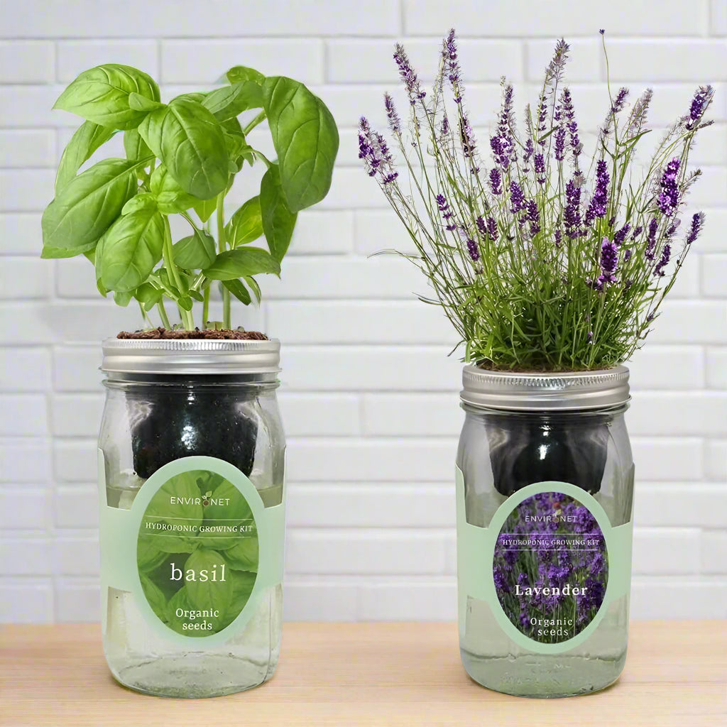 Hydroponic Herb Duo (Basil & Lavender)