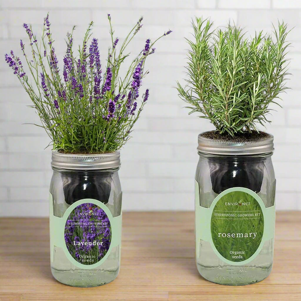 Hydroponic Herb Duo (Lavender & Rosemary)
