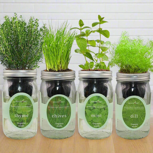 Hydroponic Herb Bundle (Mint, Thyme, Chives & Dill)