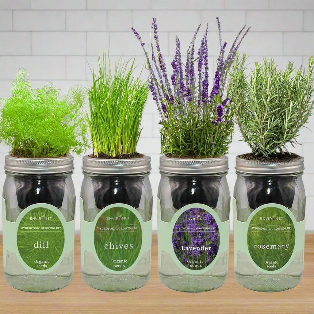 Hydroponic Herb Bundle (Chives, Dill, Lavender, Rosemary)