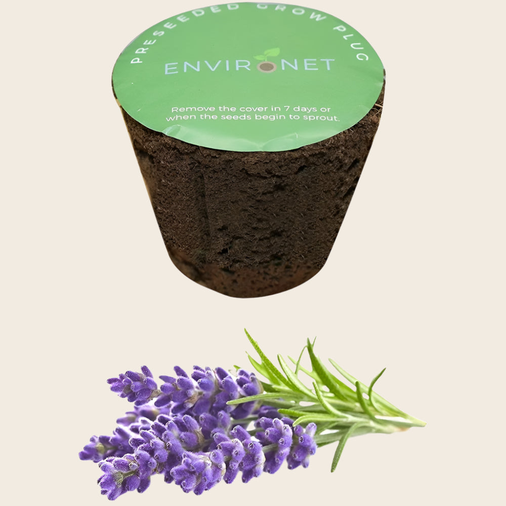 3" Preseeded Herb Seeds Starter Plug - Lavender