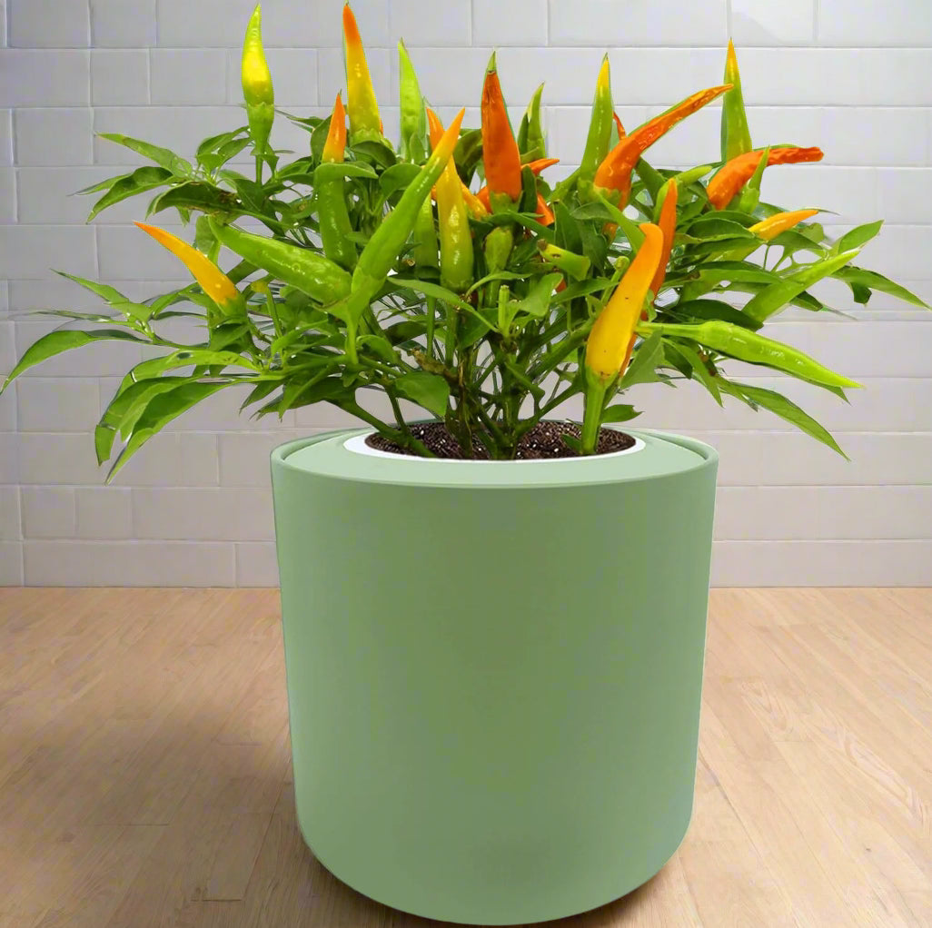Ornamental Pepper (Chilly Chili)