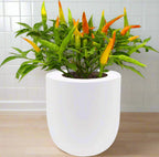 Ornamental Pepper (Chilly Chili)