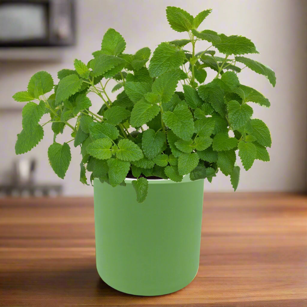 Lemon Balm Hydroponic Kit