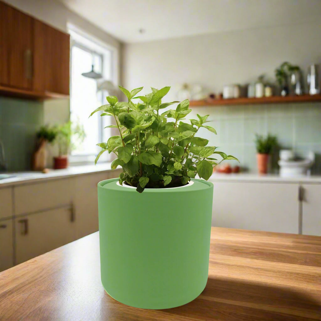 Peppermint Hydroponic Kit
