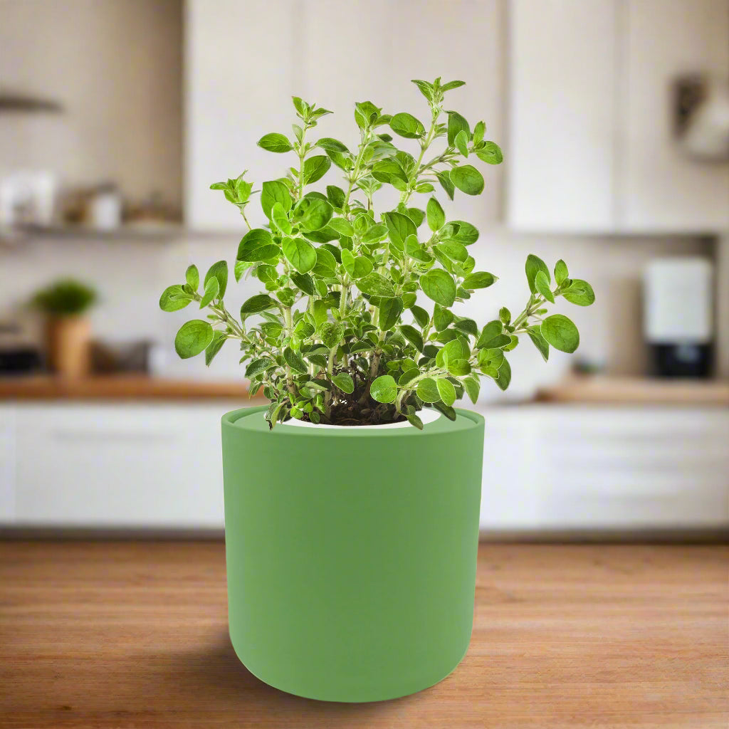 Oregano Hydroponic Kit