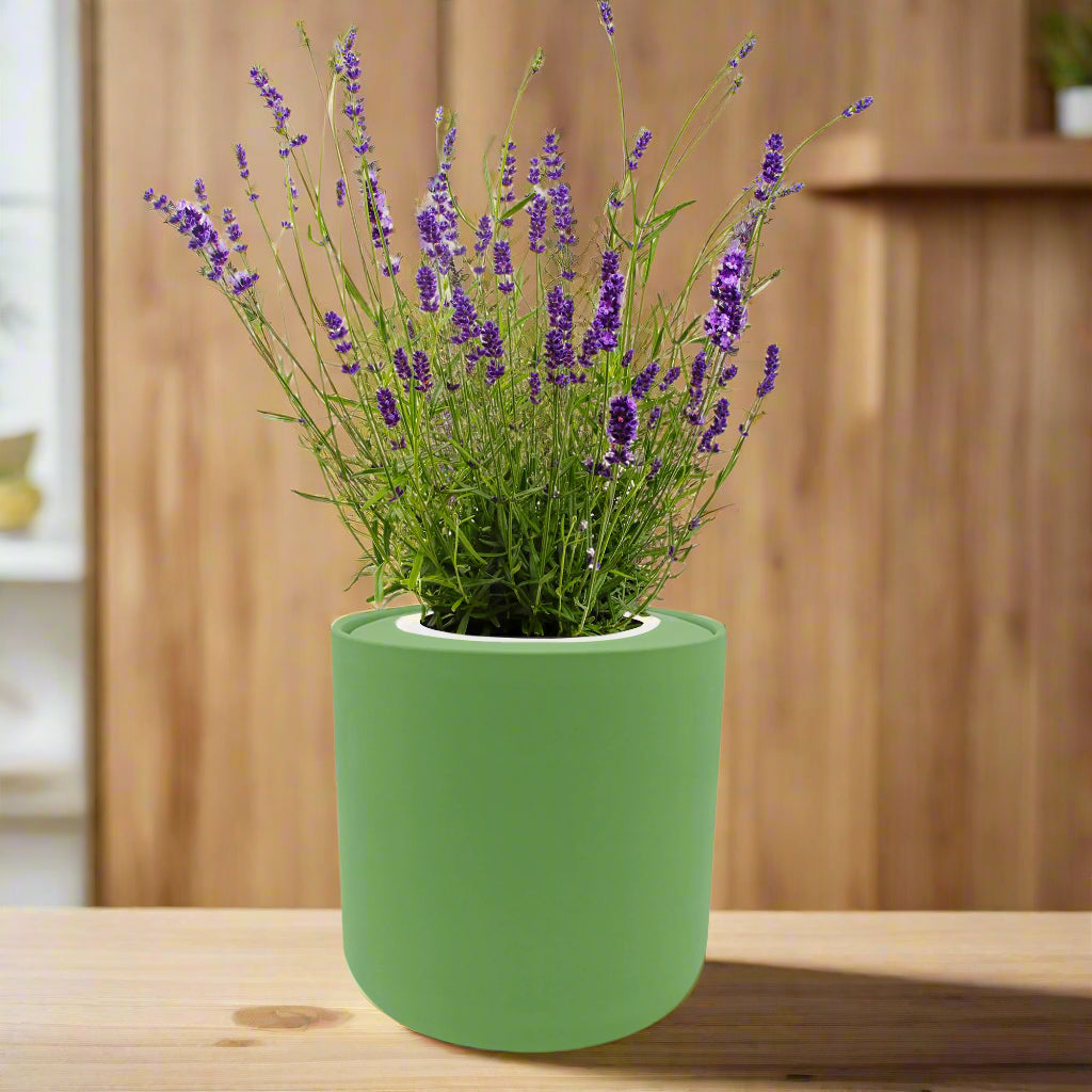 lavender indoor plants Lavender Hydroponic Herb Kit – Enviro Garden